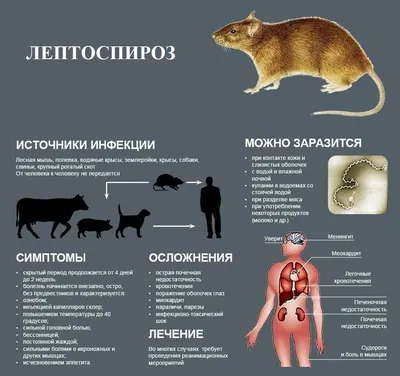 Внимание! Лептоспироз животных