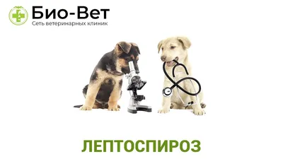 Сделать прививку собаке 🐶 в Москве - цена вакцинации собак в клинике  «Джунгли»