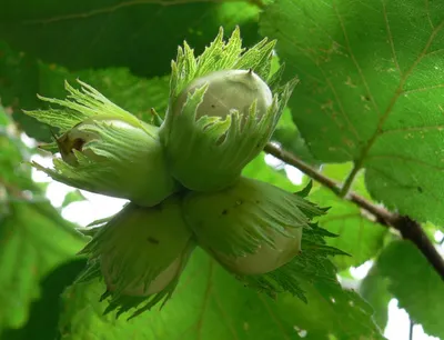 Лещина обыкновенная / Corylus avellana