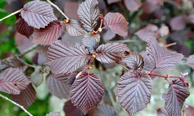 Лещина крупная Пурпуреа Corylus maxima \"Purpurea\" купить в Москве саженцы  из питомника Greenpoint24