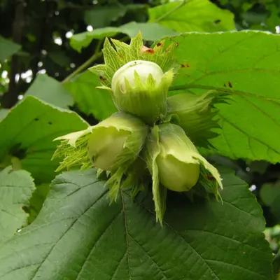 Лещина обыкновенная (Орешник) (Corylus avellana)