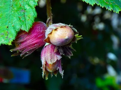 Лещина крупная 'Purpurea' (Corylus maxima 'Purpurea') - Diamond Garden