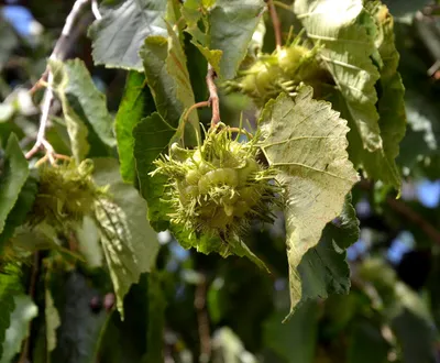 Лещина обыкновенная ф. пурпурная (Corylus avellana Atropurpurea) (фундук,  лесной)