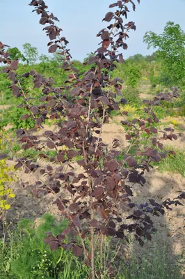 Лещина обыкновенная краснолистная Атропурпуреа (Corylus avellana  'Atropurpurea') - «Не только украшение сада, но и много вкусных орешков» |  отзывы