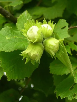 Лещина обыкновенная (Corylus avellаna) С20L – Ваш сад