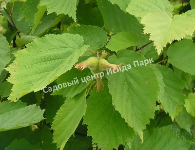 Лещина (орешник) - купить саженцы в Перми в питомнике «Марьина роща»