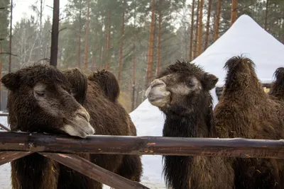 Лесная сказка, банкетный зал, Тамбов, фотограф на свадьбу | Свадьба, Сказки,  Фотосессия