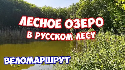 Заброшенное озеро в Русском лесу | ВКонтакте