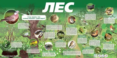 Лес | Ecoidea.me