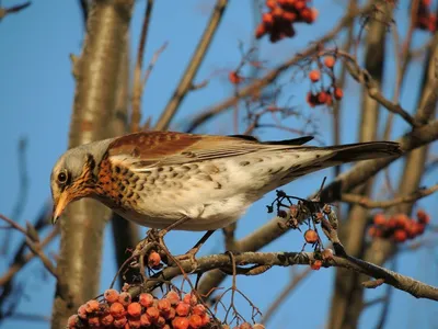 Наблюдение за птицами - birdwatching в белорусских лесах