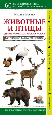 Добрай раніцы, Беларусь. РЕДКИЕ ВИДЫ ПТИЦ В БЕЛАРУСИ - YouTube