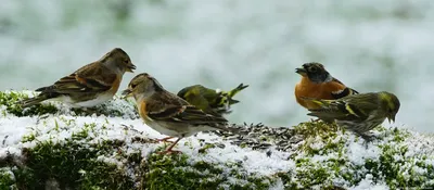 Свиристель (Bombycilla garrulus). Фотогалерея птиц. Фотографии птиц России,  Беларуси, Украины, Казахстана, Таджикистана, Азербайджана.