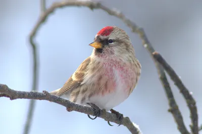 Птицы Пермского края/ Birds of Perm Region, Russia's Journal · iNaturalist