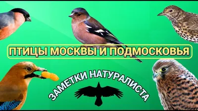 Бёрдвотчинг в Подмосковье: где наблюдать за птицами летом | Путеводитель  Подмосковья