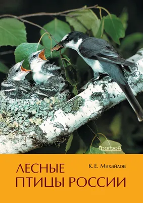 Лесные птицы России, Константин Михайлов – скачать pdf на ЛитРес