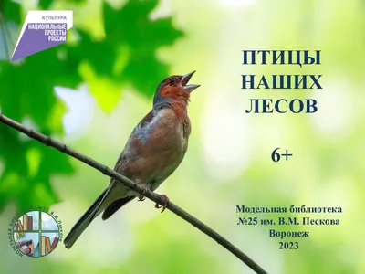 Сегодня - День Орнитолога. Как сохранить леса для птиц?