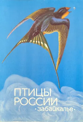 Иллюстрация 17 из 51 для Лесные птицы России - Константин Михайлов |  Лабиринт - книги. Источник: Дергоусова Анна