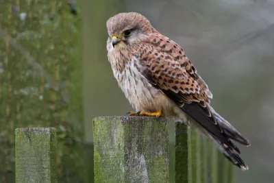 Четвертый очерк - отряд: Соколообразные Falconiformes