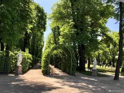 Летний сад, Санкт-Петербург - «\"Я к розам хочу, в тот единственный сад, где  лучшая в мире стоит из оград...\" Два времени года в Летнем саду: мой отзыв  об одной из главных достопримечательностей