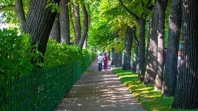 Летний сад в Санкт-Петербурге: фото, история, отзывы, как добраться