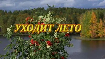 Пин от пользователя наталья на доске про нас любимых | Доброе утро, Лето,  Картинки