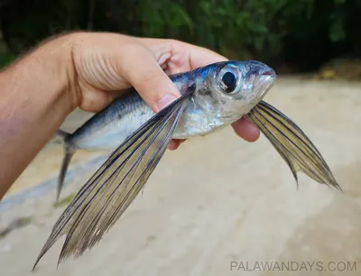 Летучая рыба фото фото