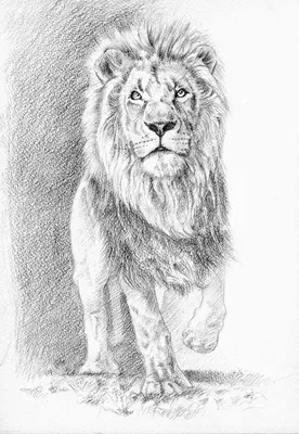 карандашный рисунок льва рисунок льва карандашом Сделай сам #yandeximages |  Pencil drawings of animals, Lion sketch, Animal illustration art