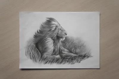 Картина Лев / Lion ⋆ Art Boutique