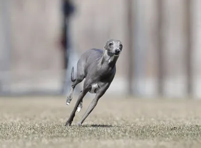 Левретка (Italian Greyhound) - это небольшая, стройная, изящная порода  собака. Описание, отзывы и фото собаки.