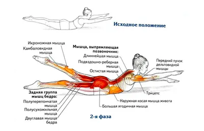 Эффективные упражнения для поясницы. Подробный анализ и научные статьи. |  PRO TRAINING | Дзен