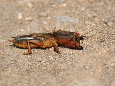 Съедобные медведки (Gryllotalpidae) — QX Shop. Магазин экзотической еды из  Азии