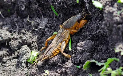 Обыкновенная медведка (Gryllotalpa gryllotalpa) - Picture Insect