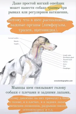 Онкология селезенки у кошек и собак