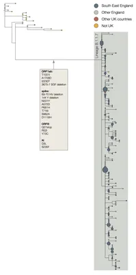 PerCP-Cy™5.5 Mouse Lineage Antibody Cocktail, with Isotype Control