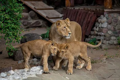 Lion, парикмахерская, ул. Ленина, 3, Малоярославец — Яндекс Карты