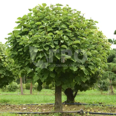 Липа крупнолистная (Tilia platyphyllos)