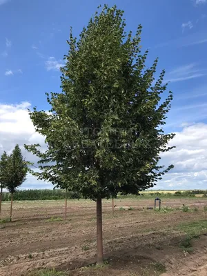 Липа мелколистная Greenspier в Екатеринбурге