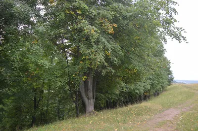 Липа мелколистная \"Roelvo\" (Роелво), купить в Екатеринбурге