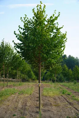 Липа мелколистная Гринспаер (Tilia cordata Greenspire)