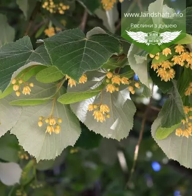 Липа европейская Эухлора (Euchlora)