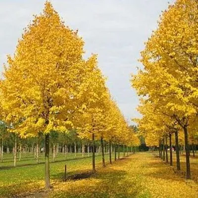 Липа американская Tilia americana - купить в Киеве и области, справедливая  цена - Green Garth (Грин Гарт)