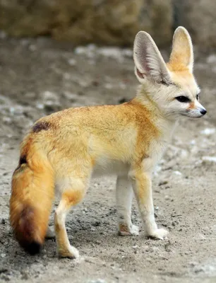 Лиса фенек из Сахары | Fennec fox, Pet fox, Fox