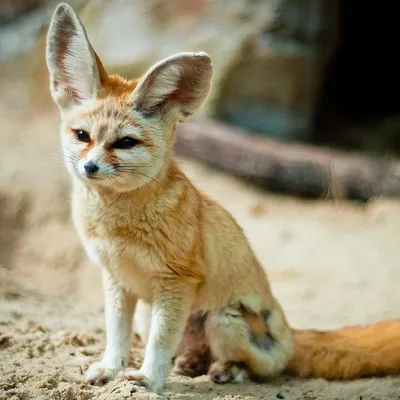 Фото животных: Лиса Фенек. александр трошев. - ANIMAL PHOTO