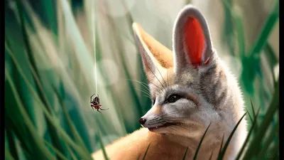 Fennec Лиса Пустыня Лиса Или Vulpes Зерда Предупредить Красивых Мелких  Животных — стоковые фотографии и другие картинки Фенек - iStock