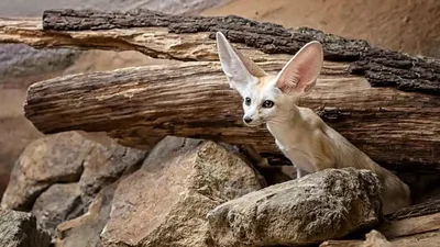 Лиса Fennec на белом фоне в студии Стоковое Фото - изображение  насчитывающей вполне, крыто: 183227874