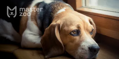 Лишай у собак 🐶 – виды, симптомы и признаки заражения питомца