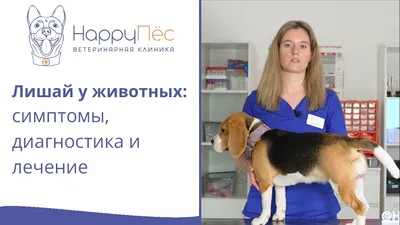 Лишай у собак: причини та лікування | Purina