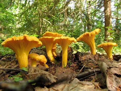 Гриб Грибыч on Instagram: “🍄 September'2019 🎉 The biggest chanterelle I  have ever found 🎉 Самая большая лисичка, которую я когда-либо находил #гр…  | Грибы, Глина