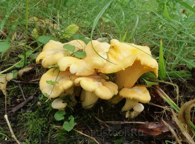 Cantharellus cibarius, Лисичка обыкновенная