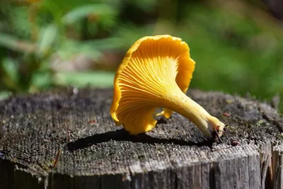 Hygrophoropsis aurantiaca, Ложная лисичка (говорушка оранжевая,  гигрофоропсис оранжевый)